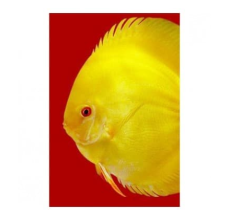 3F Discus SPECIAL Premium Mix 95g